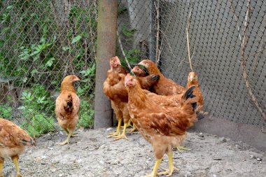 Tavuk kümesinde tavuk yetiştiriyorum. Tarım, kümes hayvanları. Köyde sıradan bir gün. Korkak. Gallus gallus. Çiftlik, tarla, bahçe