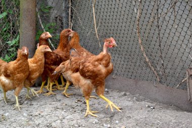 Tavuk kümesinde tavuk yetiştiriyorum. Tarım, kümes hayvanları. Köyde sıradan bir gün. Korkak. Gallus gallus. Çiftlik, tarla
