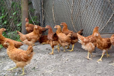 Korkak. Gallus gallus. Köyde sıradan bir gün. Tavuk kümesinde tavuk yetiştiriyorum. Tarım, kümes hayvanları. Çiftlik, tarla