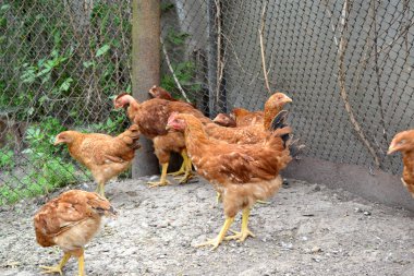 Korkak. Gallus gallus. Köyde sıradan bir gün. Tavuk kümesinde tavuk yetiştiriyorum.