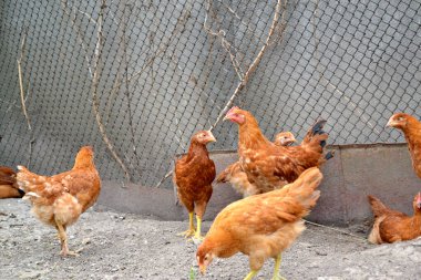 Korkak. Gallus gallus. Köyde sıradan bir gün. Tavuk kümesinde tavuk yetiştiriyorum. Tarım, kümes hayvanları. Çiftlik, tarla, bahçe