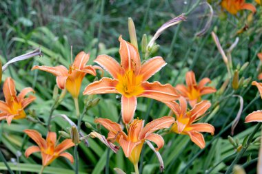 Gündüz vakti. Hemerokali. Hoş kokulu, lüks, büyük çiçekler. Doğanın güzel, soyut arka planı. Yaz manzarası. Güzel portakal çiçekleri