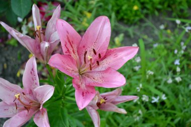 - Lily. Lilium. Hoş kokulu, lüks, büyük çiçekler. Doğanın güzel, soyut arka planı. Yaz manzarası. Ebedi olarak. Güzel pembe çiçekler