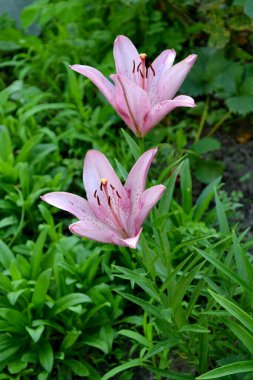 - Lily. Lilium. Hoş kokulu, lüks, büyük çiçekler. Doğanın güzel, soyut arka planı. Güzel pembe çiçekler