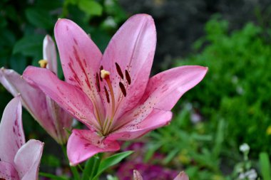 - Lily. Lilium. Hoş kokulu, lüks, büyük çiçekler. Doğanın güzel, soyut arka planı. Yaz manzarası. Güzel pembe çiçekler