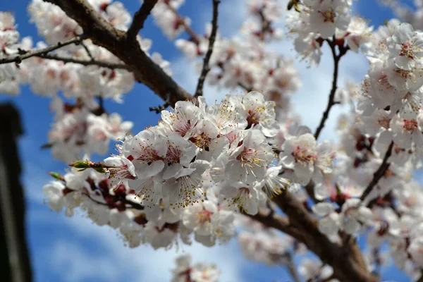 Λευκά Ανοιξιάτικα Λουλούδια Κλαδί Δέντρου Όμορφη Floral Άνοιξη Αφηρημένο Φόντο — Φωτογραφία Αρχείου