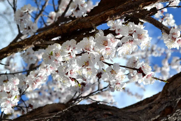 Flores Blancas Primaverales Una Rama Árbol Albaricoque Albaricoque Flor Para — Foto de Stock