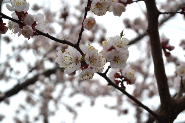 Hermoso Fondo Abstracto Primavera Floral Naturaleza Albaricoque Flores Blancas Primaverales — Foto de Stock