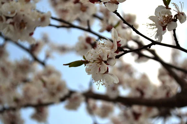 Albaricoque Prunus Armeniaca Hermoso Fondo Abstracto Primavera Floral Naturaleza Flores — Foto de Stock