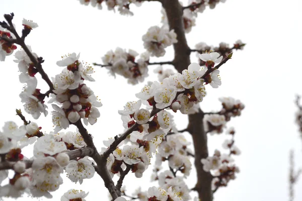 Albaricoque Hermoso Fondo Abstracto Primavera Floral Naturaleza Flores Blancas Primaverales — Foto de Stock