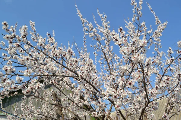 Prunus Armeniaca Hermoso Fondo Abstracto Primavera Floral Naturaleza Primavera — Foto de Stock