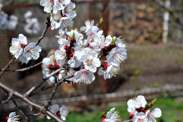 Para Cartões Páscoa Primavera Fundo Floral Bonito Natureza Damasco — Fotografia de Stock