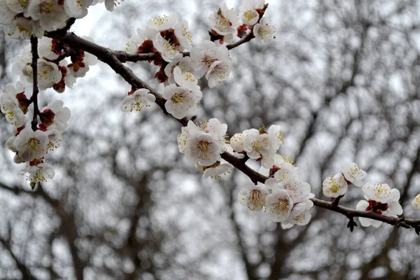 Hermoso Fondo Abstracto Primavera Floral Naturaleza Primavera Flores Blancas — Foto de Stock