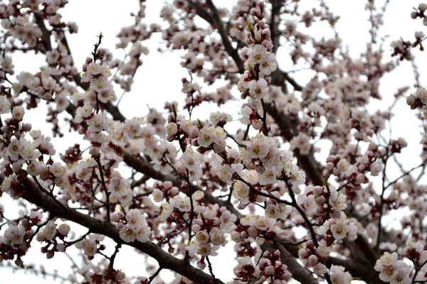 Kaunis Kukka Kevät Abstrakti Tausta Luonnon Aprikoosi Kevät Valkoisia Kukkia — kuvapankkivalokuva