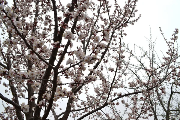 Bela Primavera Floral Fundo Abstrato Natureza Árvore Damasco Flores Brancas — Fotografia de Stock