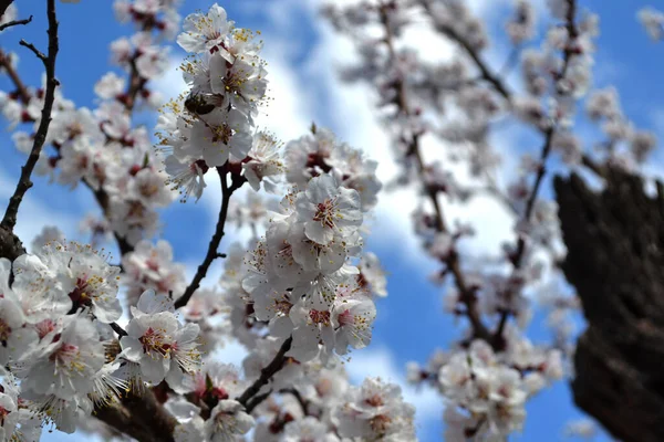 Albaricoque Hermoso Fondo Abstracto Primavera Floral Naturaleza Flores Blancas Primaverales — Foto de Stock