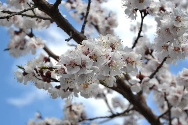 Βερίκοκο Όμορφη Floral Άνοιξη Αφηρημένο Φόντο Της Φύσης Λευκά Ανοιξιάτικα — Φωτογραφία Αρχείου