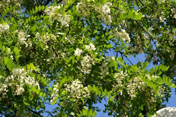 花生果 Robinia Pseudoacia 美丽的植物春天是大自然的抽象背景 树枝上开着白花 相思树盛开 — 图库照片