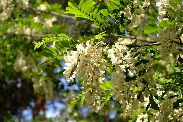 花生果 Robinia Pseudoacia 树枝上开着白花 相思树盛开 具有绿色背景的相思树花分枝 — 图库照片