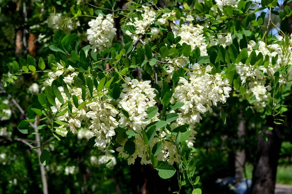 美丽的植物春天是大自然的抽象背景 花生果 Robinia Pseudoacia 树枝上开着白花 相思树盛开 — 图库照片