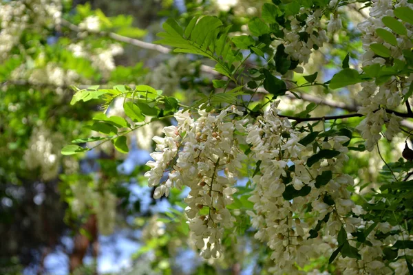 花生果 Robinia Pseudoacia 树枝上开着白花 相思树盛开 具有绿色背景的相思树花分枝 — 图库照片