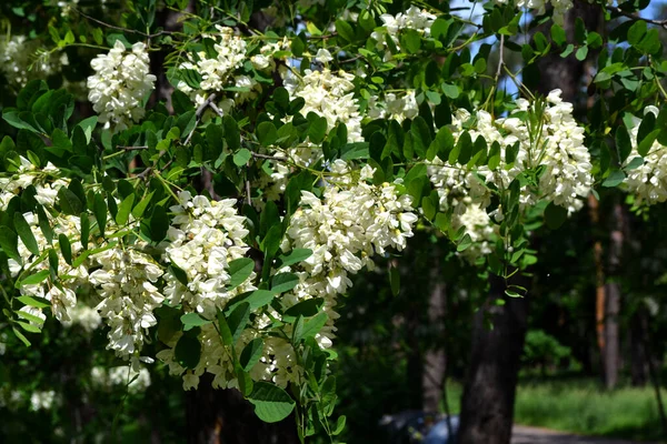 Bella Primavera Floreale Sfondo Astratto Della Natura Acacia Fiorita Robinia — Foto Stock