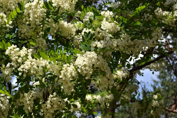 Blossoming Acacia Robinia Pseudoacacia Beautiful Floral Spring Abstract Background Nature — Stock Photo, Image