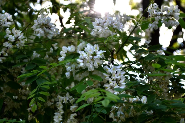Acacia Fiorita Robinia Pseudoacacia Bella Primavera Floreale Sfondo Astratto Della — Foto Stock