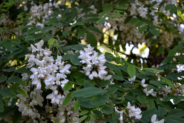 Acacia Fiorita Robinia Pseudoacacia Bella Primavera Floreale Sfondo Astratto Della — Foto Stock