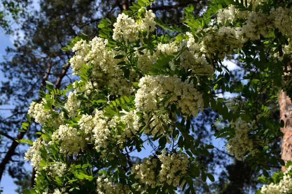 Hermoso Fondo Abstracto Primavera Floral Naturaleza Acacia Floreciente Robinia Pseudoacacia — Foto de Stock