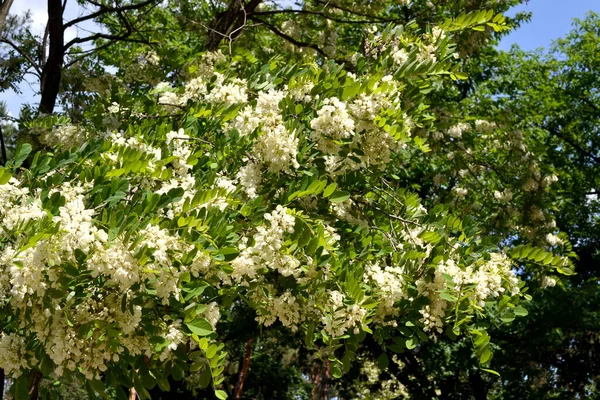 美丽的植物春天是大自然的抽象背景 花生果 Robinia Pseudoacia 枝条上的白花 相思树盛开 — 图库照片