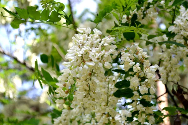 Beautiful Floral Spring Abstract Background Nature Blossoming Acacia Robinia Pseudoacacia — Stock Photo, Image