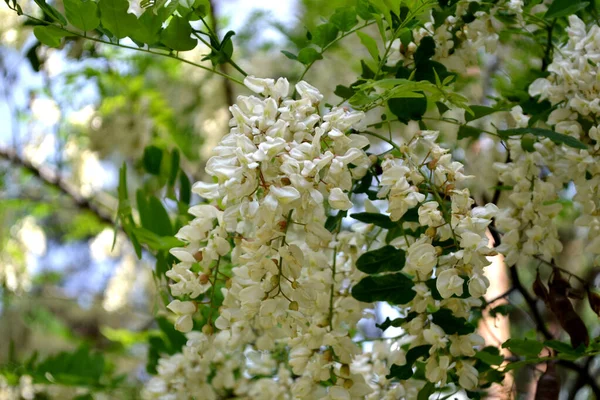 美丽的植物春天是大自然的抽象背景 花生果 Robinia Pseudoacia — 图库照片