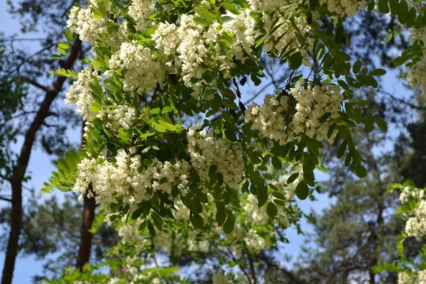 Beau Printemps Floral Fond Abstrait Nature Acacia Fleurs Robinia Pseudoacacia — Photo