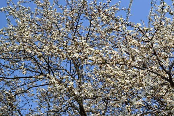 Hermoso Fondo Abstracto Primavera Floral Naturaleza Ciruela Cerezo Flor Prunus —  Fotos de Stock