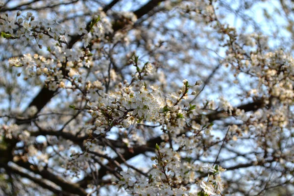 꽃피는 Prunus Cerasifera — 스톡 사진