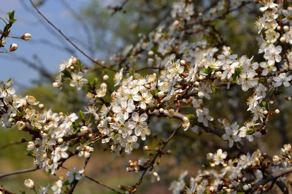 Blossoming Cherry Plum Prunus Cerasifera Beautiful Floral Spring Background Nature — Stock Photo, Image