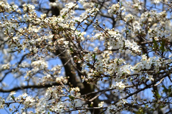 Schöne Florale Frühling Hintergrund Der Natur Blühende Kirschpflaume Prunus Cerasifera — Stockfoto