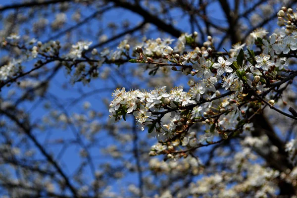 Bela Primavera Floral Fundo Abstrato Natureza Ameixa Cereja Florescente Prunus — Fotografia de Stock
