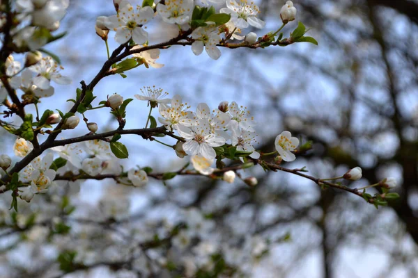 꽃피는 Prunus Cerasifera 아름다운 꽃봉오리의 자연의 가지에 — 스톡 사진