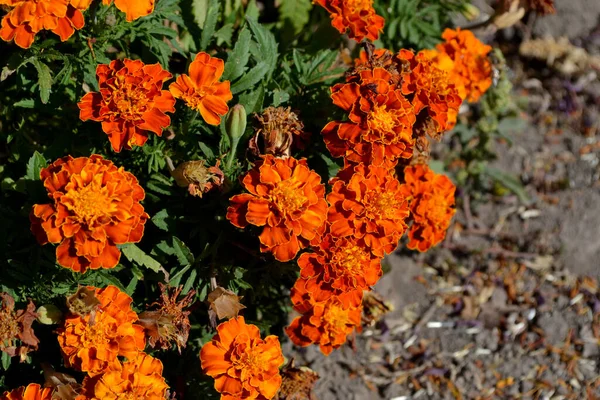 Tagetes Erekta Gyönyörű Virágos Őszi Elvont Háttér Természet Virág Marigold — Stock Fotó