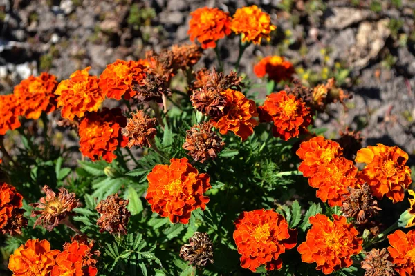 Tagetes Erekta Gyönyörű Virágos Őszi Elvont Háttér Természet Virág Marigold — Stock Fotó