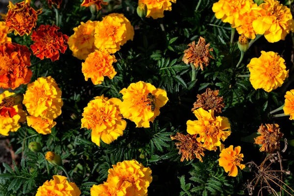 Virág Marigold Gyönyörű Virágos Őszi Elvont Háttér Természet Tagetes Erekta — Stock Fotó