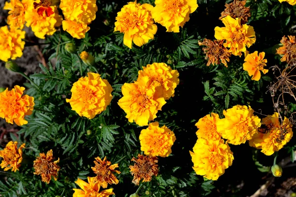 Virág Marigold Gyönyörű Virágos Őszi Elvont Háttér Természet Tagetes Erekta — Stock Fotó