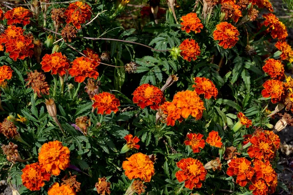 Gyönyörű Virágos Őszi Elvont Háttér Természet Virág Marigold Tagetes Erekta — Stock Fotó