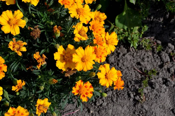 Schöne Blumen Herbst Abstrakten Hintergrund Der Natur Blume Ringelblume Echte — Stockfoto