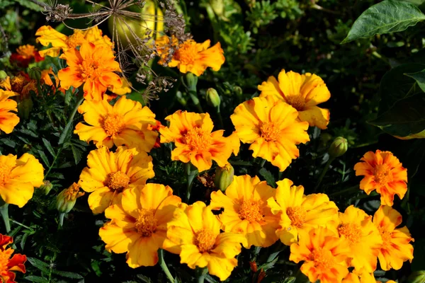 Fundo Outono Floral Bonito Natureza Flor Marigold Tagetes Erecta — Fotografia de Stock