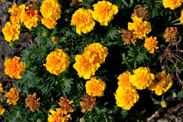 Vacker Blommig Höst Abstrakt Bakgrund Naturen Blomma Marigold Tagetes Erecta — Stockfoto