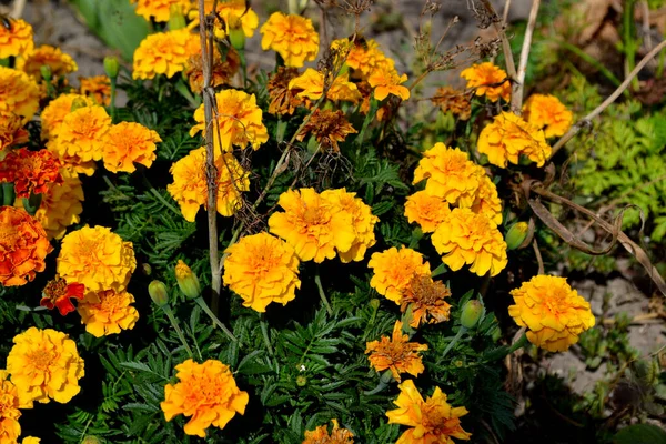 Gyönyörű Virágos Őszi Elvont Háttér Természet Virág Marigold Tagetes Erekta — Stock Fotó