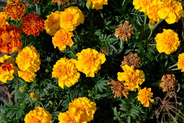 Beautiful Floral Autumn Abstract Background Nature Flower Marigold Tagetes Erecta — Stock Photo, Image